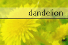 PC16 dandelion