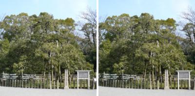 三嶋大社の金木犀(天然記念物) 平行法立体写真