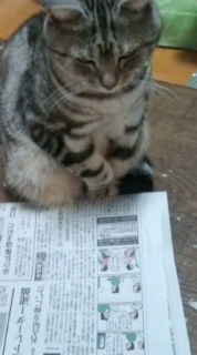 新聞読む猫、ぷぅ