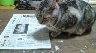 新聞読む猫、ぷぅ