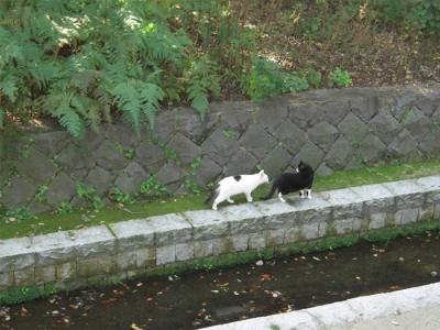 奈良、興福寺付近で見かけた猫