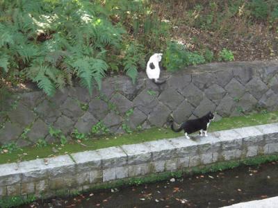 奈良、興福寺付近で見かけた猫