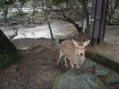 奈良東大寺の鹿