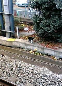 線路で遊ぶ猫