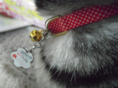 迷子札を首輪に付けてる猫、びび