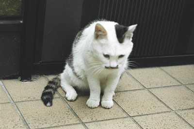 京橋にいた猫