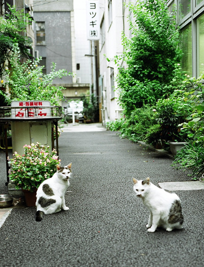 京橋で出会った猫たち