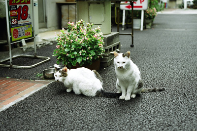 京橋で出会った猫たち