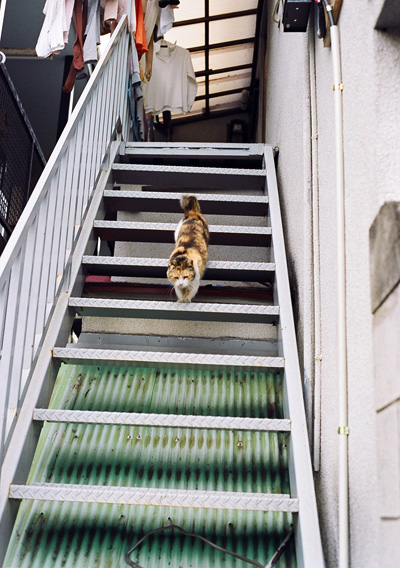 アパートの階段を下りる猫