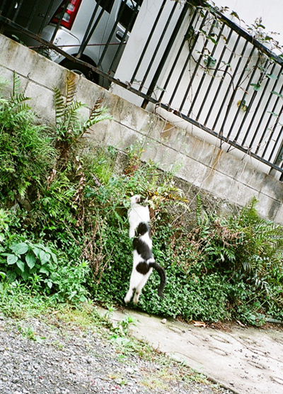 街角猫のパトロール