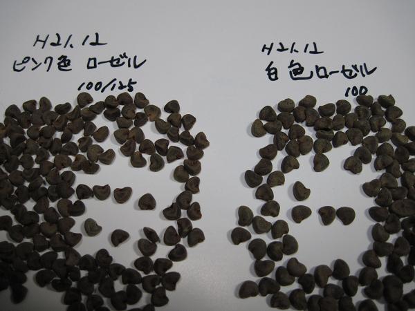 H21.12.31  ローゼル種子の比較 @005
