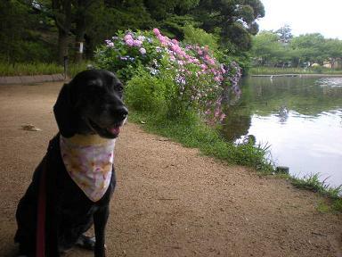 公園の池の紫陽花