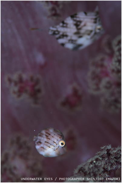 アオサハギ幼魚