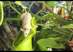 ネズミも食べる食虫植物　Nepenthes spathulata