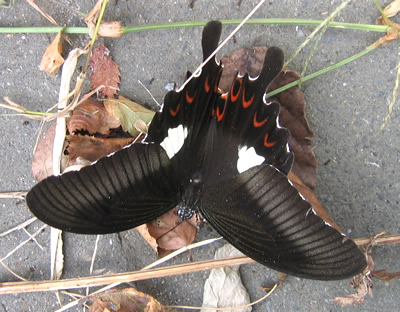 蝶シリーズ　モンキアゲハ