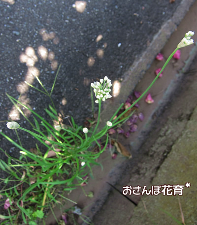 道路のすき間から、●●の花