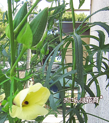 トロロアオイの花と実