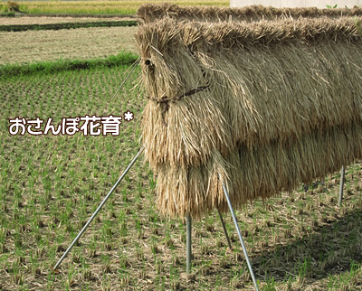 稲が干された田んぼ