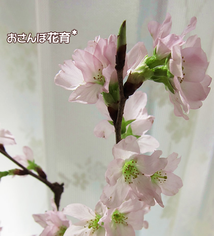 啓翁桜花のアップ