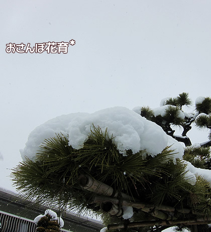 松の枝に雪ってかっこいいー