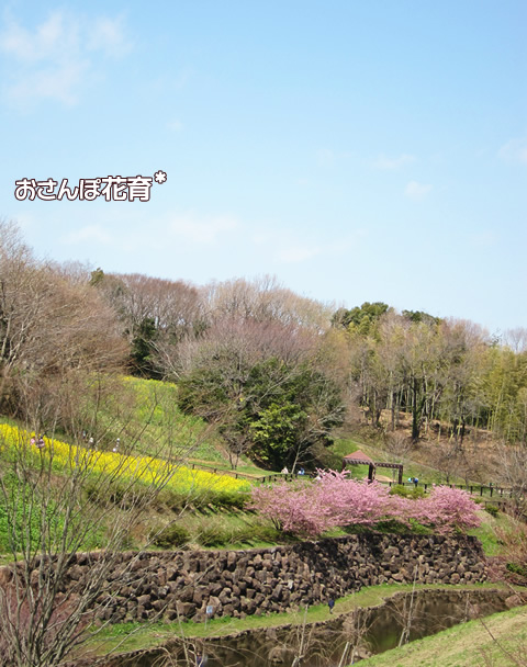 桜と菜の花　茅ヶ崎里山公園