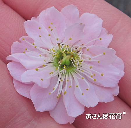 毎年見事な八重咲きしだれ梅の花