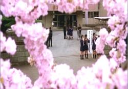 春の卒業式。櫻木高校の゛櫻の園゛