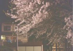 櫻華学園に咲いている夜桜