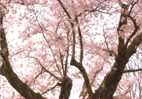 咲き誇る桜