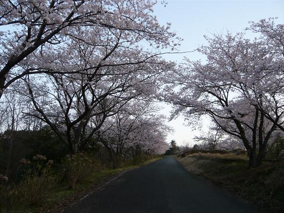 御嶽山桜ロード
