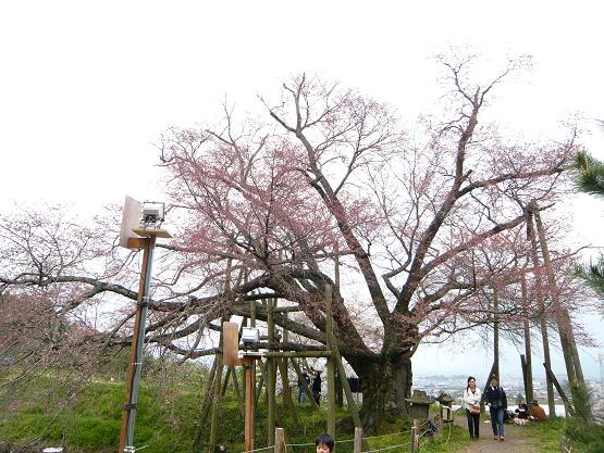 久留米　浅井の一本桜
