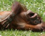 orangutan baby