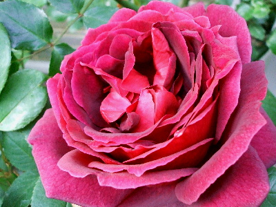 20070508 赤い薔薇　満開