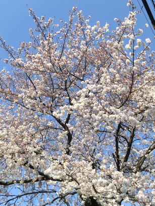 2012 04 06 桜