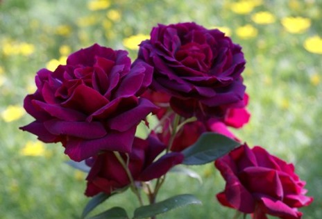 赤紫の薔薇