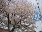 東福間保育所の桜