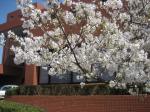 市役所の桜、咲きました