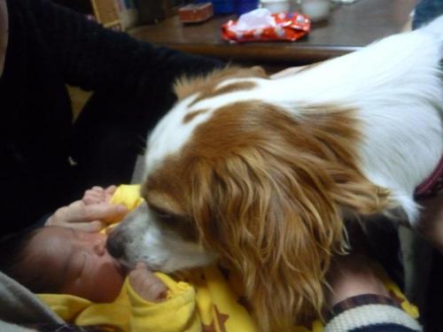 赤ん坊を舐めたい犬