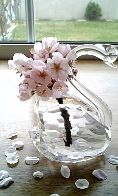 桜が咲きました