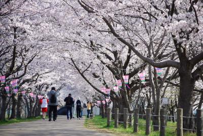 桜のトンネル011