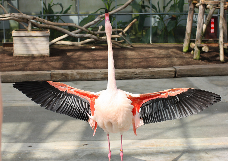 掛川花鳥園公式ブログ 手拍子で翼を広げるフラミンゴ