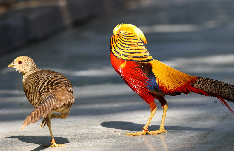 掛川花鳥園公式ブログ 輝きのある鳥