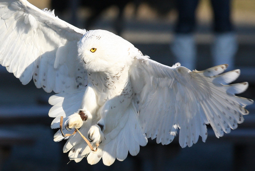 掛川花鳥園公式ブログ シロフクロウの飛行