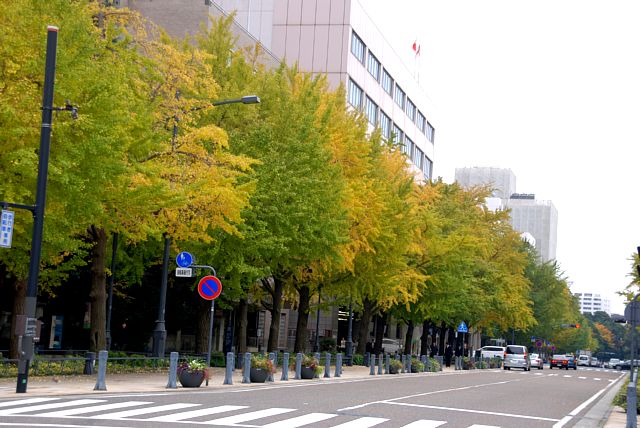 横浜　銀杏並木