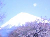 富士のお山と桜