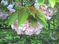 皇居の八重桜