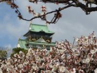 梅の大阪城
