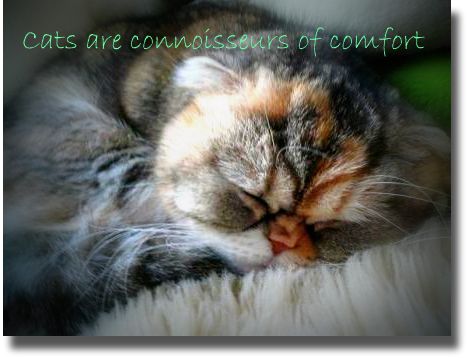 Cats are connoisseurs of comfort