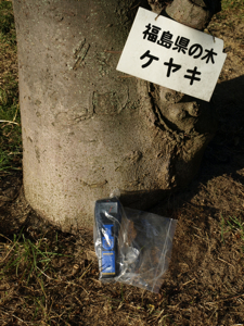 1福島県の木はケヤキ