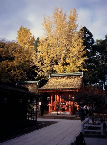 紅葉の京都#5